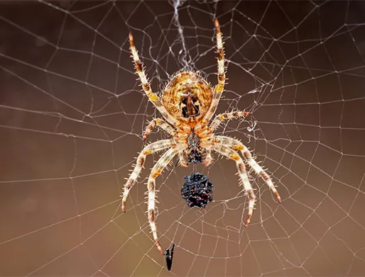 Dedetização de Aranhas no Jardim Sapopemba