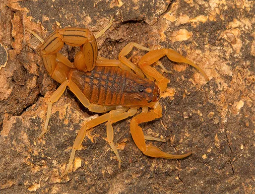 Dedetização de Escorpiões no Jardim Sapopemba