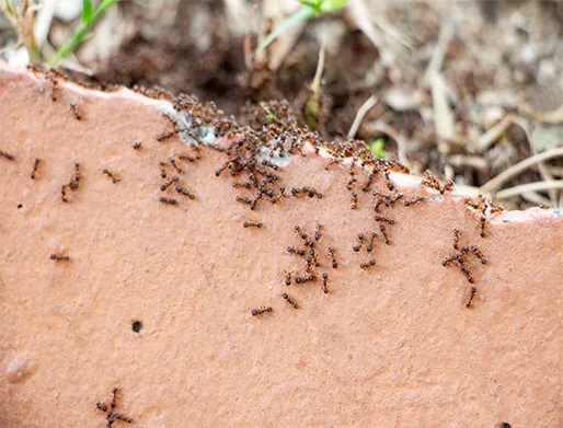Dedetização de Formigas no Jardim Sapopemba
