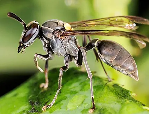 Dedetização de Marimbondos no Jardim Sapopemba
