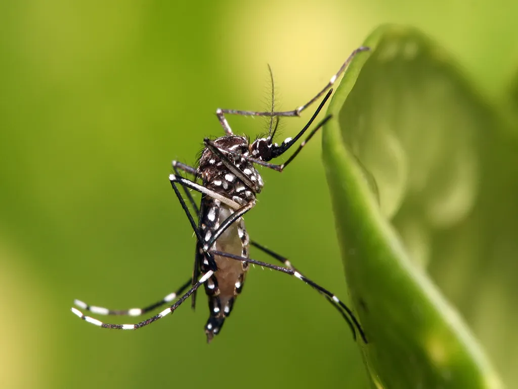 Dedetização de Mosquitos no Jardim Sapopemba