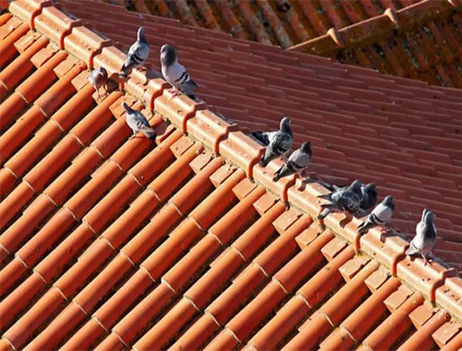 Dedetização de Pombos no Jardim Sapopemba