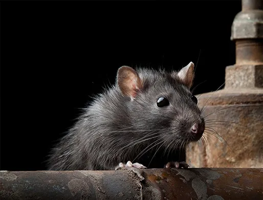 Dedetização de Ratos no Jardim Sapopemba